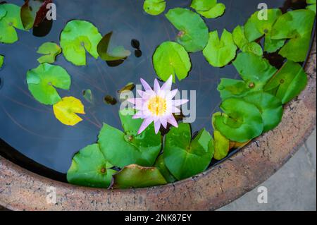 Wasserlilie in Blüte. Rosafarbene Blüte im Topf mit Wasser. Stockfoto