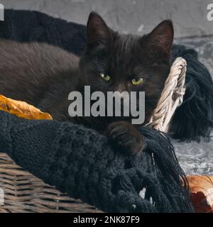 Grüne Augen Schwarze Katze in Korb und Wellen überziehen sich auf grauem Zementhintergrund mit herbstgelben, trockenen, gefallenen Blättern. Hintergrund der Draufsicht. Stockfoto