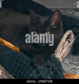 Grüne Augen Schwarze Katze in Korb und Wellen überziehen sich auf grauem Zementhintergrund mit herbstgelben, trockenen, gefallenen Blättern. Hintergrund der Draufsicht. Stockfoto
