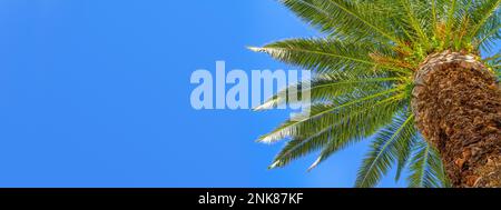 Palme isoliert auf blauem Panoramakliff mit Kopierraum, Palme an der tropischen Küste, Urlaubsreisekonzept-Banner Stockfoto