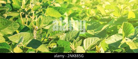 Das grüne Feld junger blühender Sojabohnenpflanzen wächst in Reihen in den Sonnenstrahlen des Sommers. Selektiver Fokus. Landwirtschaftlicher Hintergrund, Banner. Stockfoto