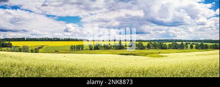 Ländliche Landschaft, Banner, Panorama - blühende Buchweizenfeld unter dem Sommerhimmel Stockfoto