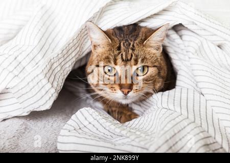 Energizer junger Tabby Mischkatze unter hellgrauem Karomuster im modernen Schlafzimmer. Haustier wärmt sich unter einer Decke bei kaltem Winterwetter. Haustiere sind willkommen Stockfoto