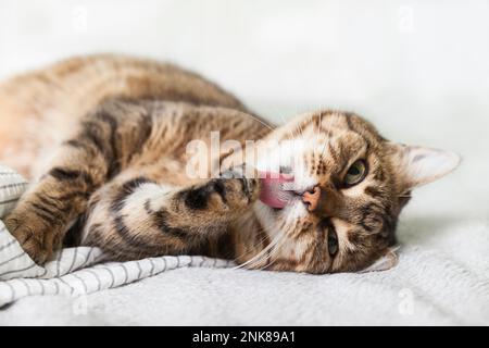 Junge Energizer Tabby Mischkatze auf hellgrauem Mantel im modernen Schlafzimmer. Bei kaltem Winterwetter lecken Pfoten und wärmen sich auf der Decke. Haustiere Pommes Frites Stockfoto