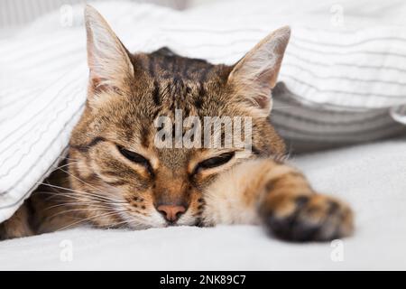 Gelangweilte junge Tabby Mischkatze unter hellgrauem Karomuster im modernen Schlafzimmer. Haustier wärmt sich unter einer Decke bei kaltem Winterwetter. Haustiere sind willkommen und Stockfoto