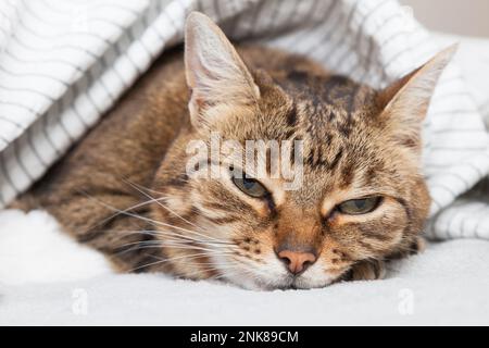 Gelangweilte junge Tabby Mischkatze unter hellgrauem Karomuster im modernen Schlafzimmer. Haustier wärmt sich unter einer Decke bei kaltem Winterwetter. Haustiere sind willkommen und Stockfoto