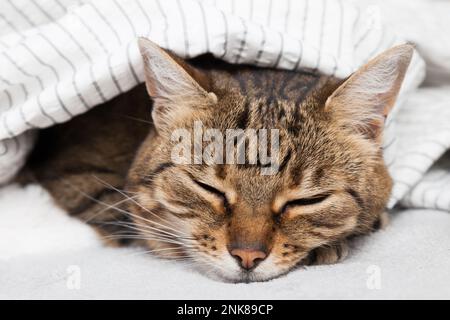 Gelangweilte junge Tabby Mischkatze unter hellgrauem Karomuster im modernen Schlafzimmer. Haustier wärmt sich unter einer Decke bei kaltem Winterwetter. Haustiere sind willkommen und Stockfoto