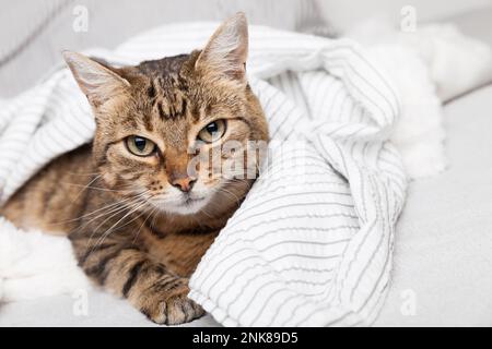 Energizer junger Tabby Mischkatze unter hellgrauem Karomuster im modernen Schlafzimmer. Haustier wärmt sich unter einer Decke bei kaltem Winterwetter. Haustiere sind willkommen Stockfoto