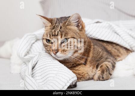 Gelangweilte junge Tabby Mischkatze unter hellgrauem Karomuster im modernen Schlafzimmer. Haustier wärmt sich unter einer Decke bei kaltem Winterwetter. Haustiere sind willkommen und Stockfoto