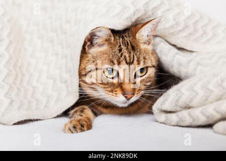 Süße junge Tabby Mischkatze unter hellgrauer Wolle im modernen Schlafzimmer. Haustier wärmt sich unter einer Decke bei kaltem Winterwetter. Haustiere sind willkommen Stockfoto