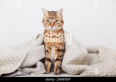 Süße junge Tabby Mischkatze unter hellgrauer Wolle im modernen Schlafzimmer. Haustier wärmt sich unter einer Decke bei kaltem Winterwetter. Haustiere sind willkommen Stockfoto