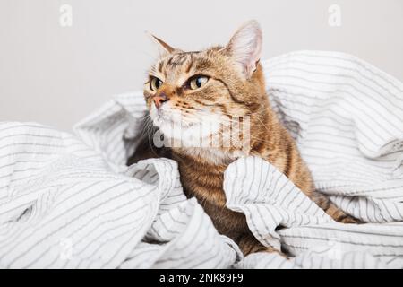 Junge Tabby Mischkatze auf hellgrau gestreiftem Mantel im modernen Schlafzimmer. Kätzchen entspannt und wärmt sich bei kaltem Winterwetter auf der Decke. Haustiere Pommes Frites Stockfoto