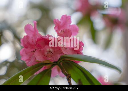 Dunkelrosa Rhododendron-Blumen blühen in der Frühlingssonne Stockfoto
