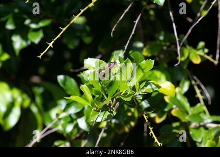 Australische Hornisse (Abispa ephippium) auf einer Blume in Sydney, NSW, Australien (Foto: Tara Chand Malhotra) Stockfoto