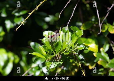 Australische Hornisse (Abispa ephippium) auf einer Blume in Sydney, NSW, Australien (Foto: Tara Chand Malhotra) Stockfoto