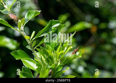 Oebalus pugnax und Australische Hornisse (Abispa ephippium) auf einer Blume in Sydney, NSW, Australien (Foto: Tara Chand Malhotra) Stockfoto