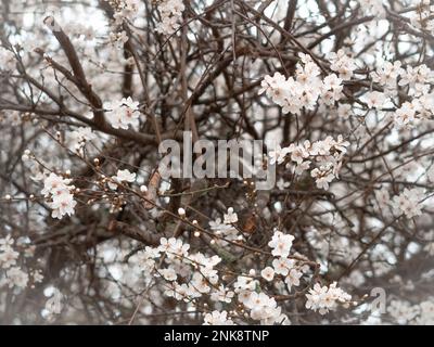 Frühlingsblütenbaum mit weißen Blumen, natürlichem Hintergrund und Tapete Stockfoto