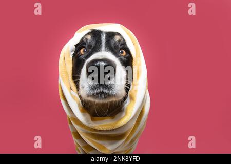 Lustiger Collie-Sommer mit gestreiftem Handtuch. Isoliert auf pinkfarbenem Flamingo-Hintergrund Stockfoto