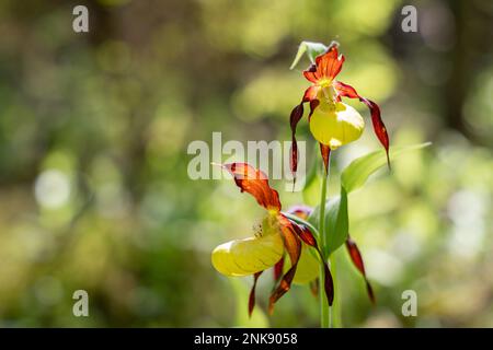 Seltene und wunderschöne Frauenschuh-Orchidee Cypripedium calceolus mit rot-braunen, langen, gedrehten Blütenblättern und einem Hausschuhgelb Stockfoto