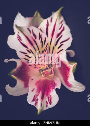 Alstroemeria White Pink Blush, Peruanische Lilie, Lilie der Inkas Stockfoto