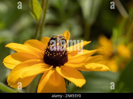 Biene auf einer schwarzäugigen Susan-Pflanze Stockfoto