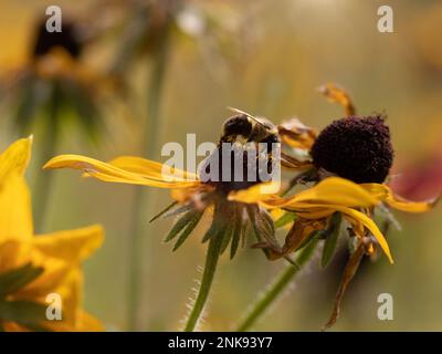 Biene auf einer schwarzäugigen Susan-Pflanze Stockfoto