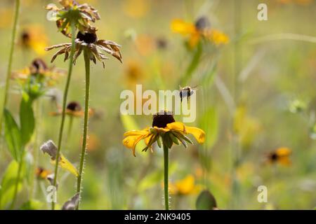 Biene auf einer schwarzäugigen Susan-Pflanze Stockfoto