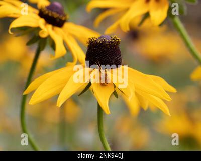 Krabbenspinnen auf einer schwarzäugigen Susan-Pflanze Stockfoto