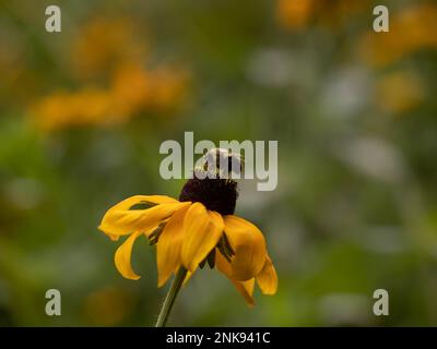 Biene auf einer schwarzäugigen Susan-Pflanze Stockfoto