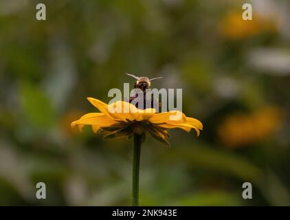Biene auf einer schwarzäugigen Susan-Pflanze Stockfoto