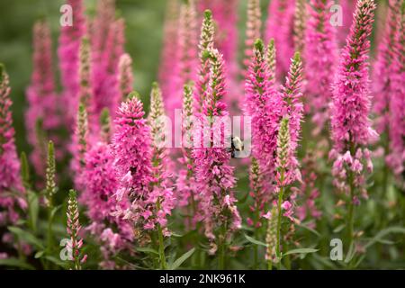 Eine Hummelbiene, die eine rosa Veronica-Blume bestäubt. Stockfoto