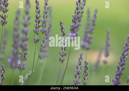 Lavendel Blumen Stockfoto