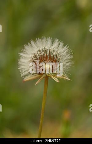 Nahaufnahme einer Löwenzahnblume auf grünem Hintergrund. Stockfoto