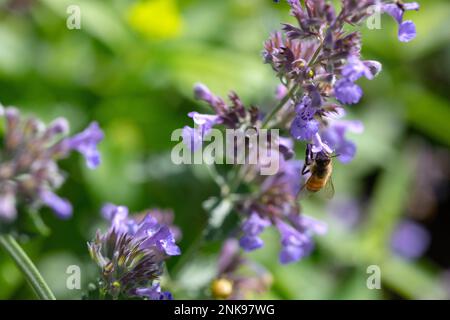 Biene, die eine Catmint-Blume bestäubt Stockfoto