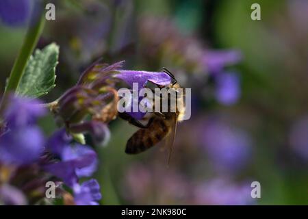Biene, die eine Catmint-Blume bestäubt Stockfoto