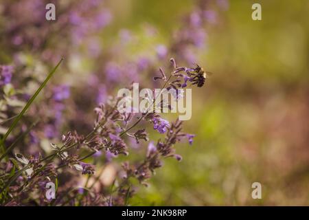Biene, die eine Katzenminze in einem Landhausgarten bestäubt. Stockfoto