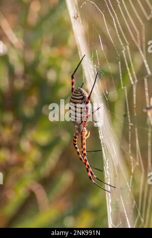 Argiope bruennichi im Netz im Garten. Makrofoto Stockfoto