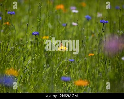 Winzige Perlen-Halbmond-Schmetterlinge auf einer Blume auf einer Wildblumen-Wiese Stockfoto