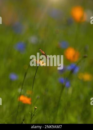 Perlmond-Schmetterling auf einer Wildblumenwiese Stockfoto