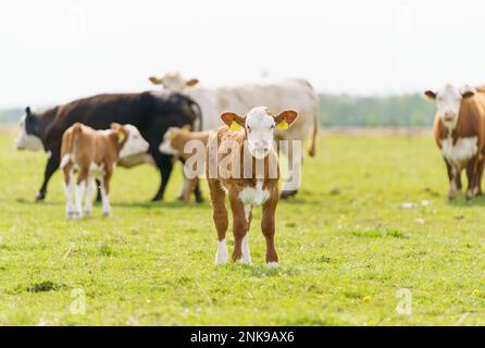Simmentale Kühe mit Kälbern im Frühling auf Gras. Stockfoto