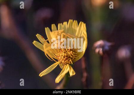 Spinne auf einer gelben Blume im Garten, Nahaufnahme des Fotos. Makrofotografie Stockfoto