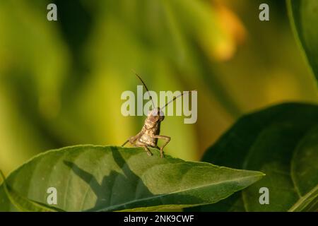 Grashüpfer auf Blatt. Mit grünem Gras im Hintergrund. Makrofotografie Stockfoto