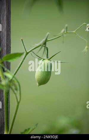 Grüne Roma-Tomate, die auf einer Rine wächst Stockfoto