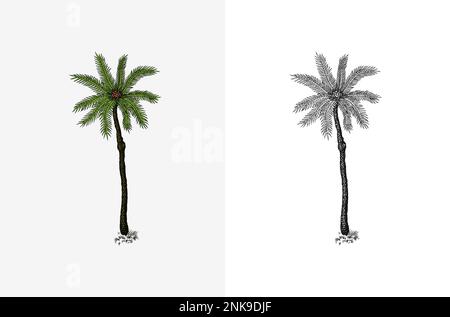 Kokosnusspalme. Tropische Bäume exotische Pflanzen. Phoenix- oder Datumsvarianten. Östliche Landschaft. Exotische Natur. Linearer Dschungel. Handgezeichnete Skizze im Vintage-Stil Stock Vektor