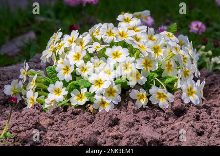 Primula vulgaris, die gewöhnliche Primel, leuchtend blühende Pflanze Primulaceae. Weiße Blumen im Garten Stockfoto