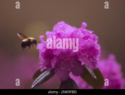 Biene auf Azalea-Blüte. Stockfoto