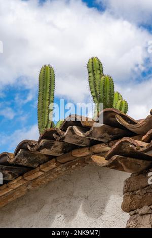 Säulenkakti wachsen auf dem Ziegeldach eines Hauses in San Miguel del Valle im Tlacolula-Tal von Oaxaca, Mexiko. Stockfoto