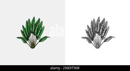 Tropische Bäume exotische Pflanzen. Banane und Palmblätter. Östliche Landschaft. Exotische Natur. Linearer Dschungel. Handgezeichnete Skizze im Vintage-Stil. Stock Vektor