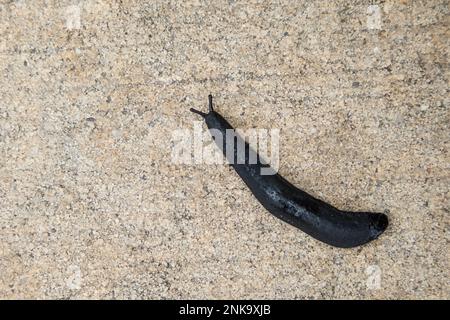 Eine große, schwarze Kugel, die auf einem Zementsteig schlüpft Stockfoto