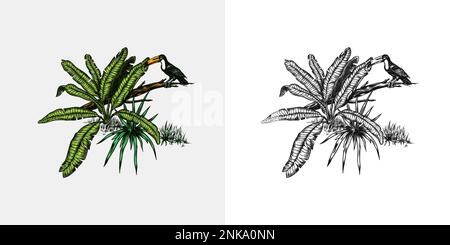 Toucan Vogel sitzt auf einem Ast. Tropische Bäume exotische Pflanzen. Banane und Palmblätter. Östliche Landschaft. Exotische Natur. Linearer Dschungel. Handgezeichnete Skizze Stock Vektor